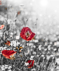 Acrylglasbilder Rot, Schwarz, Weiß meadow with red poppies - monochromatic picture  © Vera Kuttelvaserova