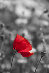 Acrylglasbilder Rot, Schwarz, Weiß poppy flower in detail monochromatic picture  © Vera Kuttelvaserova