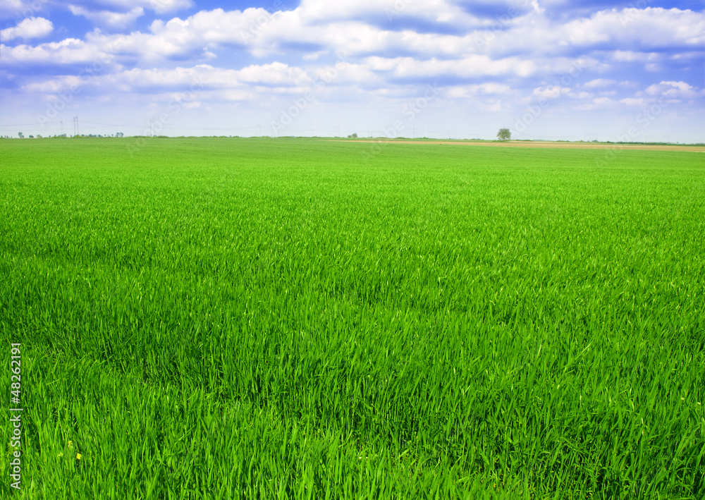 Obraz premium green wheat field