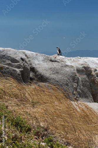 Pingouin de Boulders Beach près du Cap en Afrique du Sud