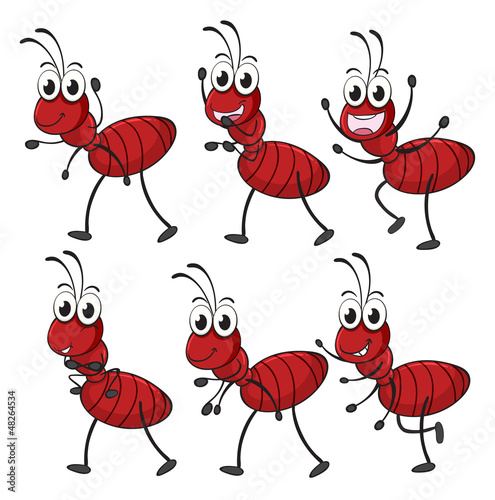 Smiling ants