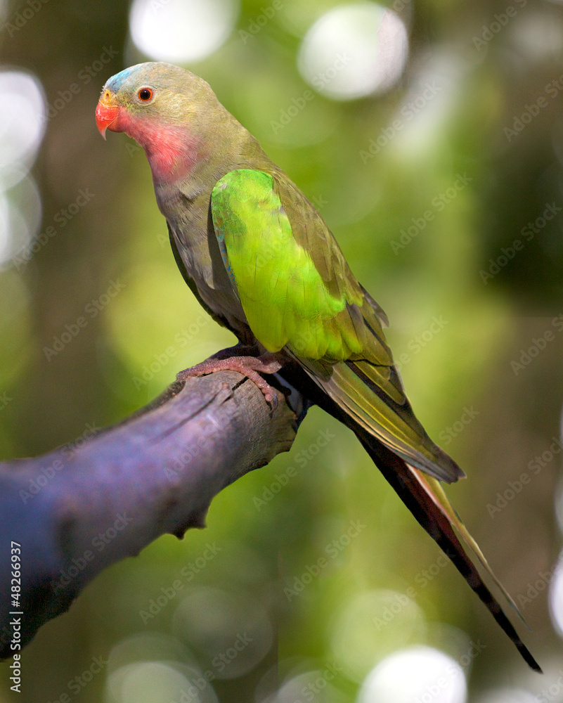 a portrait of a princess parakeet a portrait of a princess parakeet