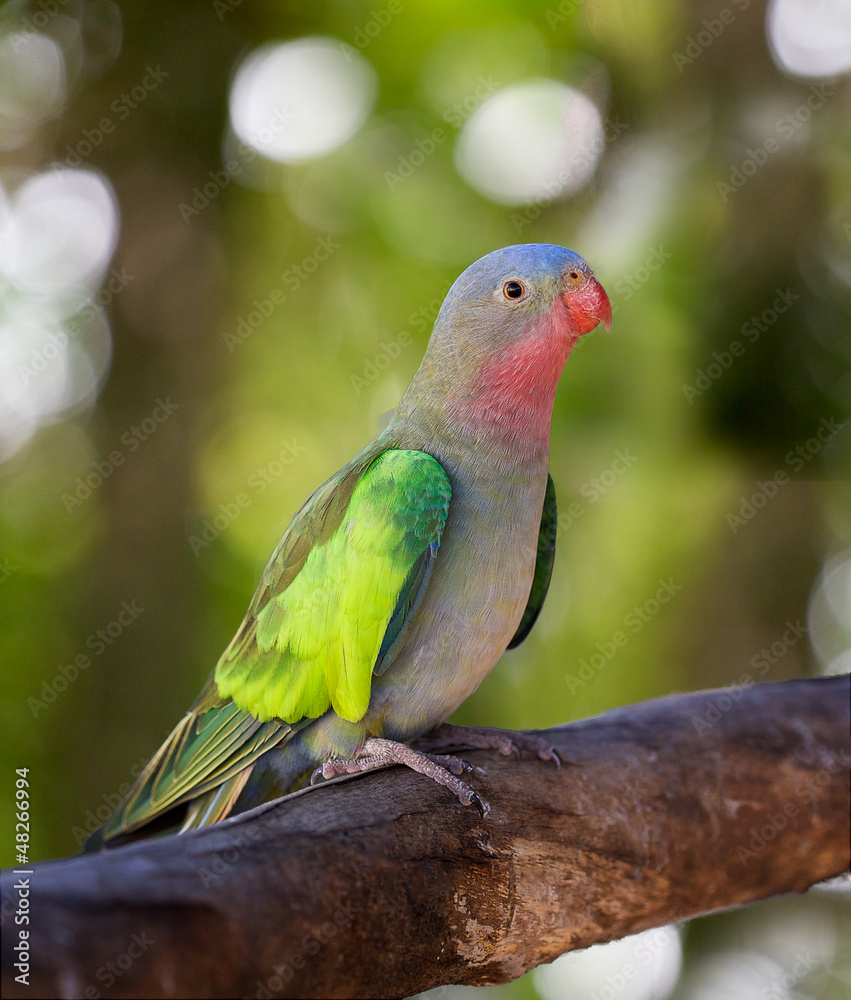 Obraz premium a portrait of a princess parakeet