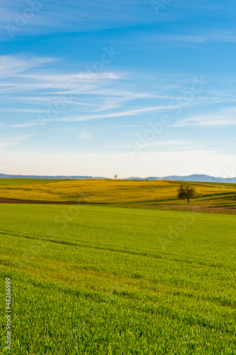 Solitary Tree