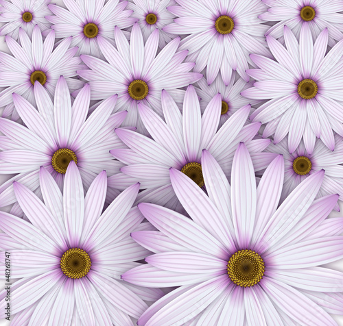 Fototapeta Naklejka Na Ścianę i Meble -  Field of purple daisy flowers.