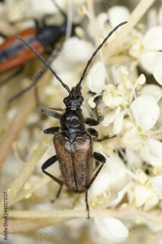 Acmaeops pratensis feeding on meadowsweet, macro photo photo