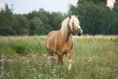 Beautiful palomino draught horse walking at the field photo