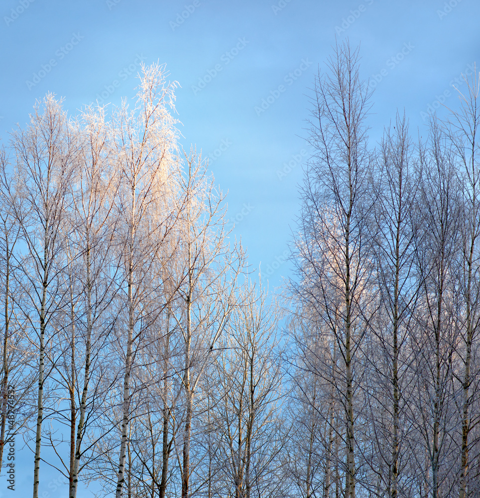 Birch trees with rime frost Birch trees with rime frost