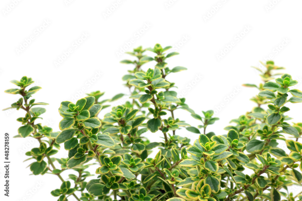 golden lemon thyme golden lemon thyme
