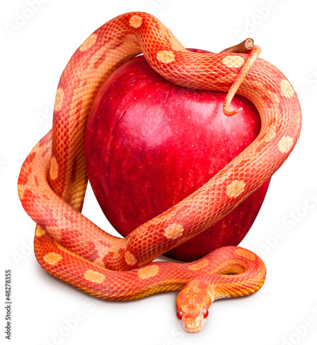 Snake wrapped around an apple