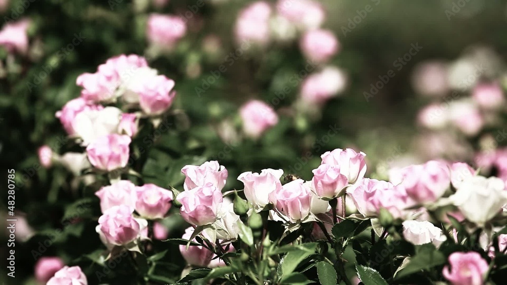 Beautiful small roses on green background Beautiful small roses on green background
