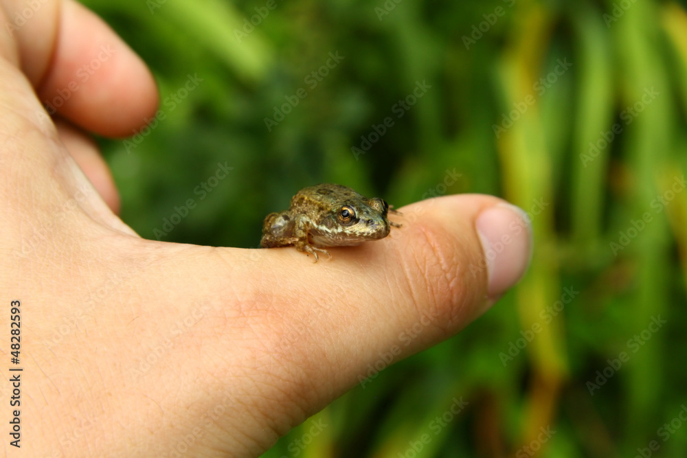 Small frog on the finger Small frog on the finger