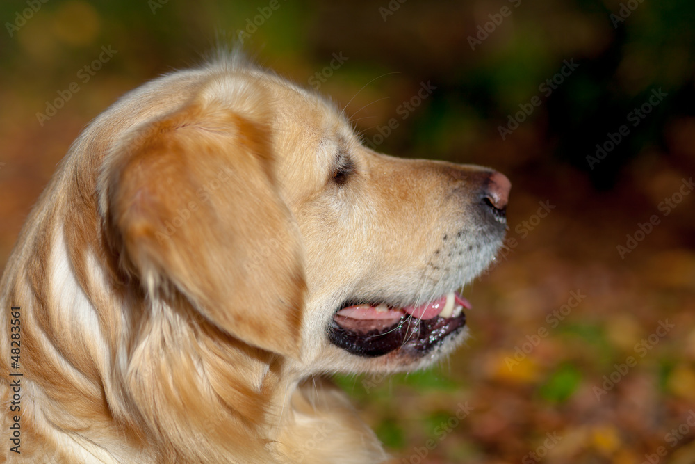 Obraz premium Golden Retriever