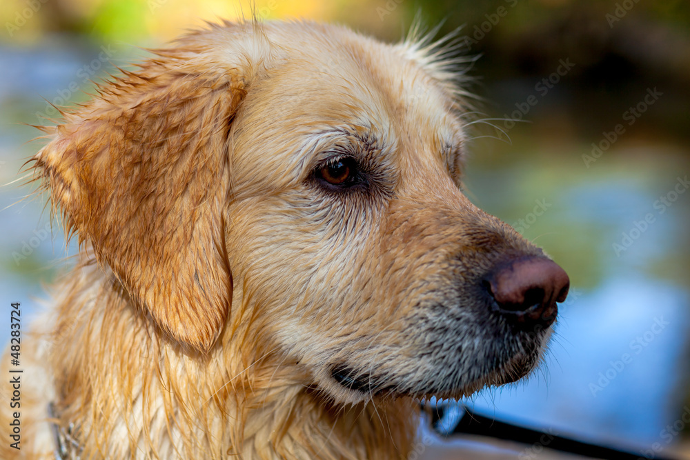 Golden Retriever Golden Retriever