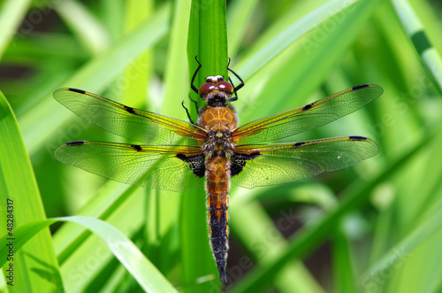 Dragon-fly four spotted chaser