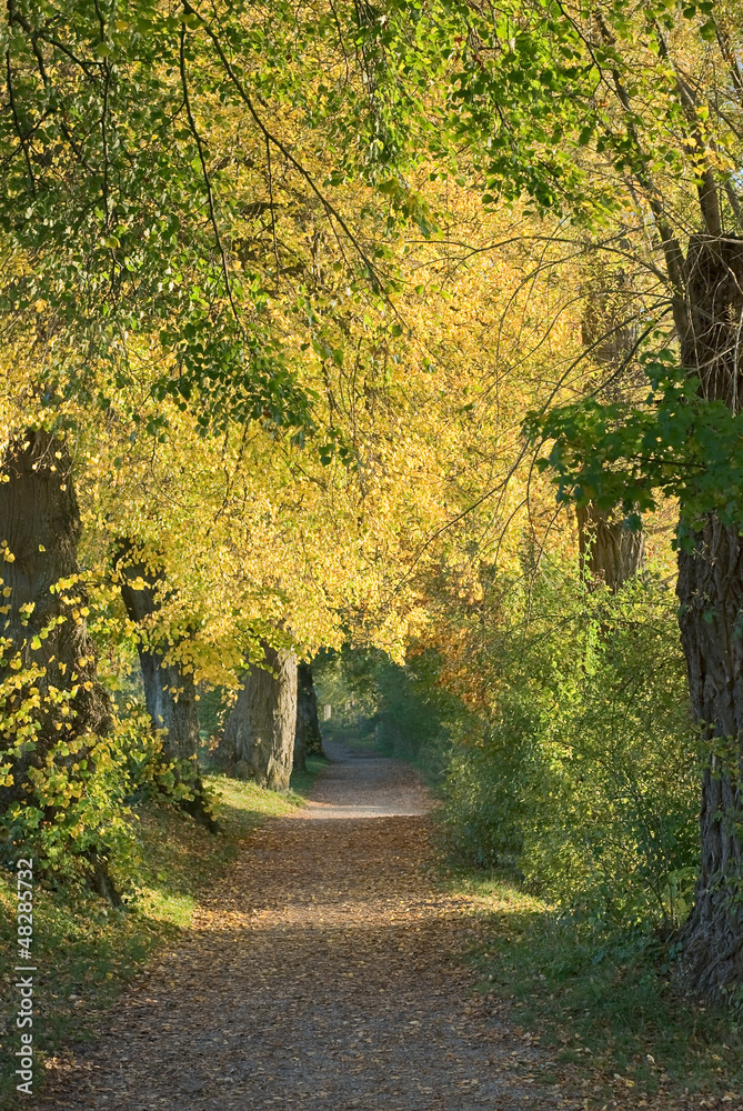 Obraz premium Country Walk