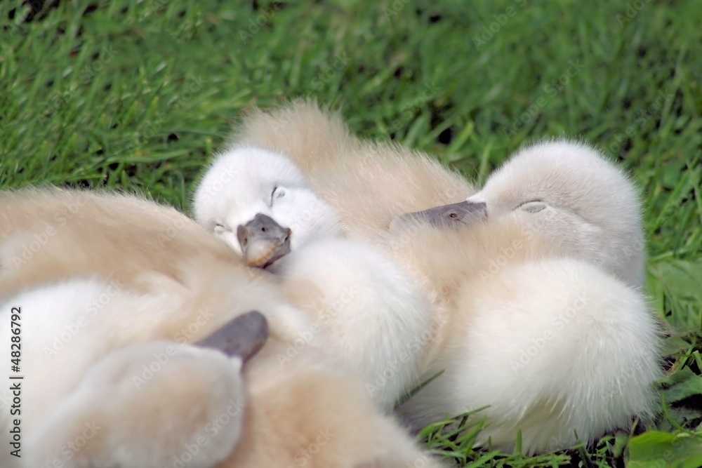 Obraz premium Baby Swans Sleeping