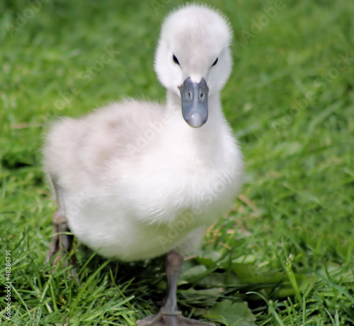 Baby Swan