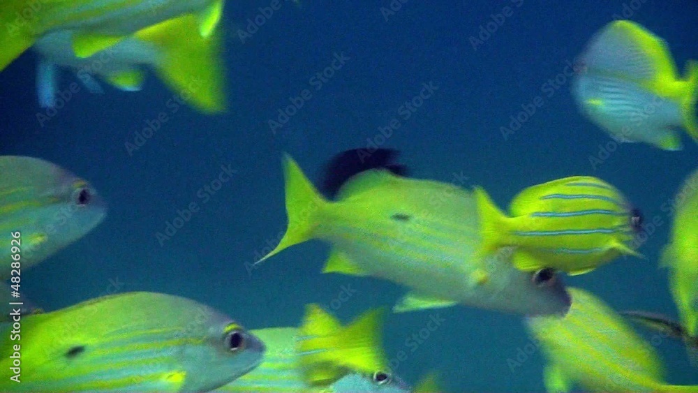 yellow snapper close up