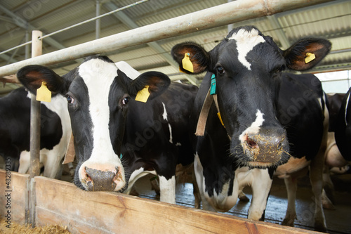 Cows herd during milking at farm