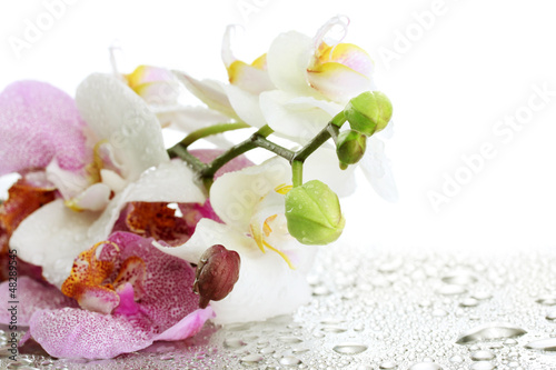 pink and white beautiful orchids with drops