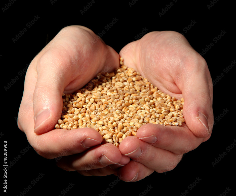 man hands with grain, on black background man hands with grain, on black background