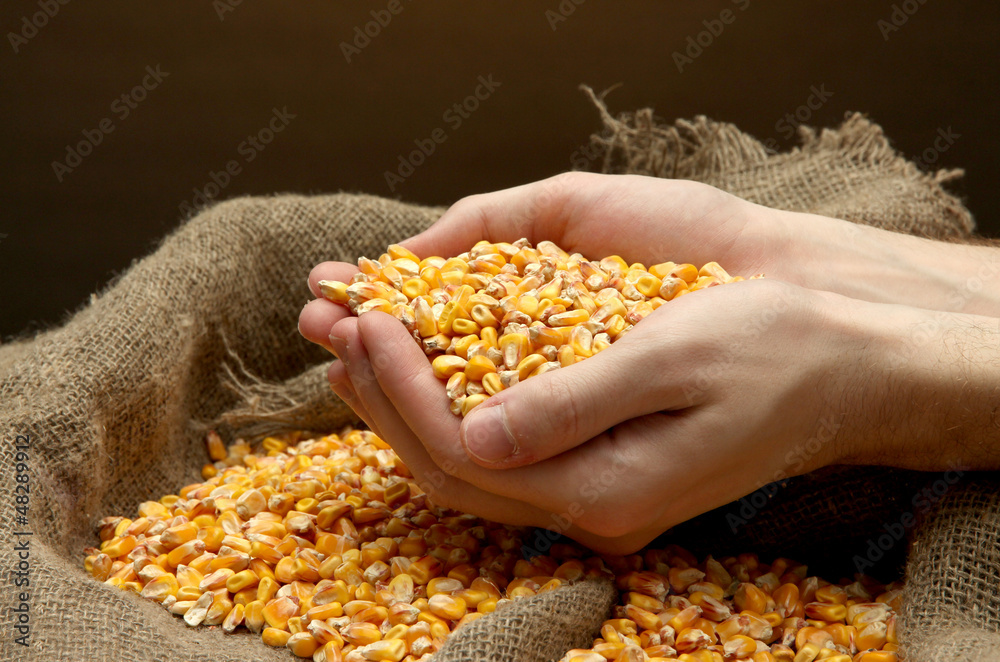 man hands with grain, on brown corn background man hands with grain, on brown corn background