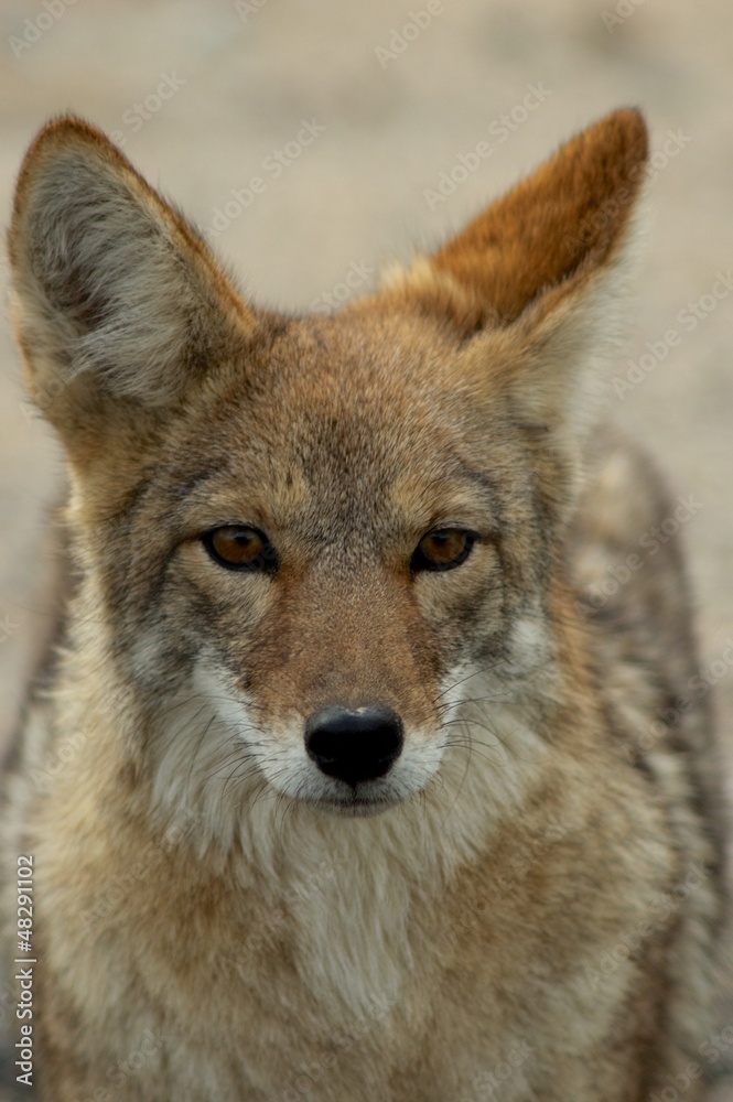 coyote portrait coyote portrait
