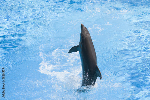 delfino salta fuori dall'acqua