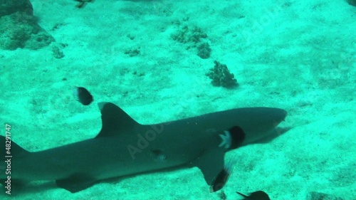 Wallpaper Mural sleepy shark Torontodigital.ca