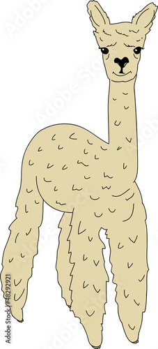 Cute lama alpaca