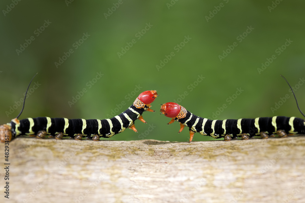Naklejka premium Caterpillar Duel