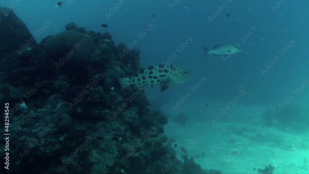 Cod hole Cod hole