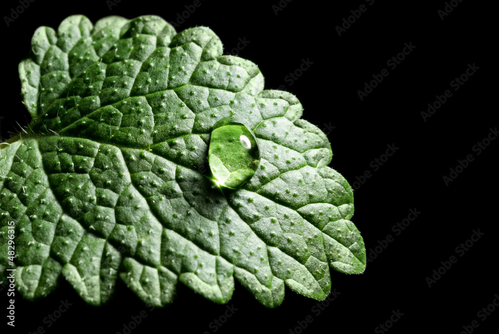 green leaf green leaf