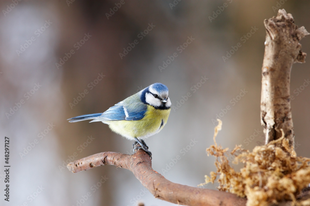 Fototapeta premium Blue tit on branch