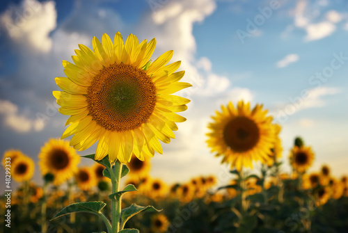 Sunflower portrait