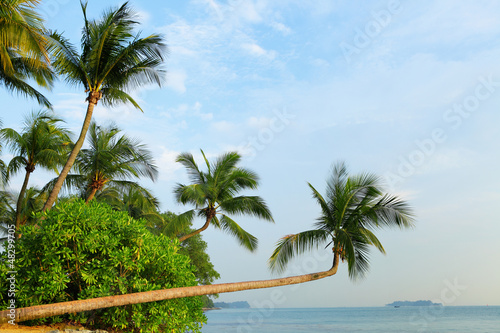 tree and sea in sentosa  Singapore