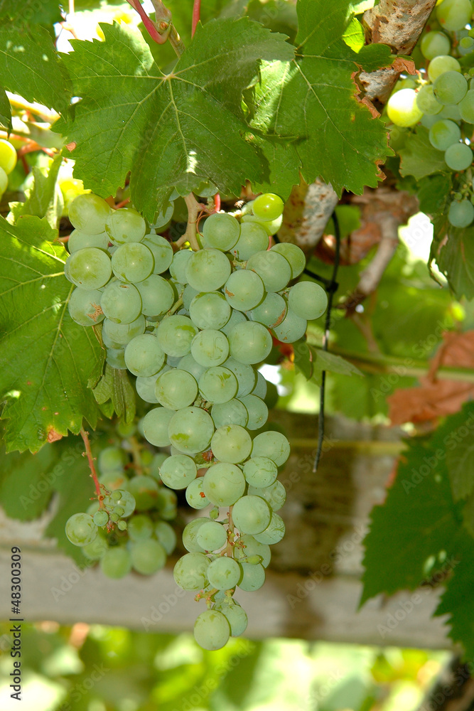 custom made wallpaper toronto digitalParra con uvas