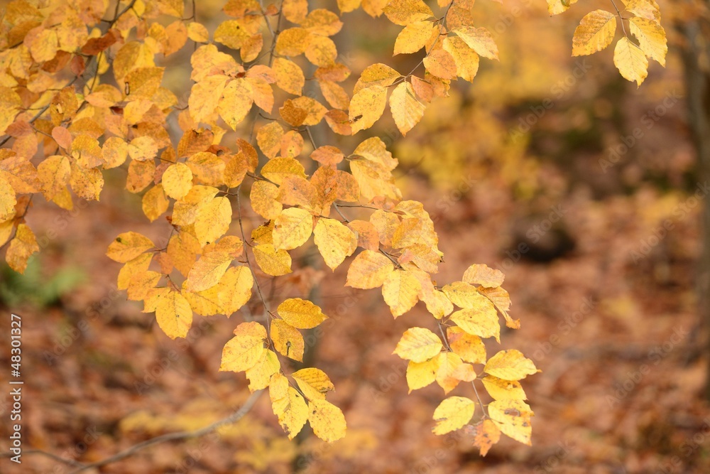 autumnal colorful foliage #6, Baden autumnal colorful foliage #6, Baden