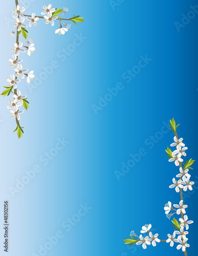 white cherry flowers in corners on blue background