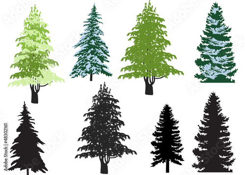 eight firs isolated on white