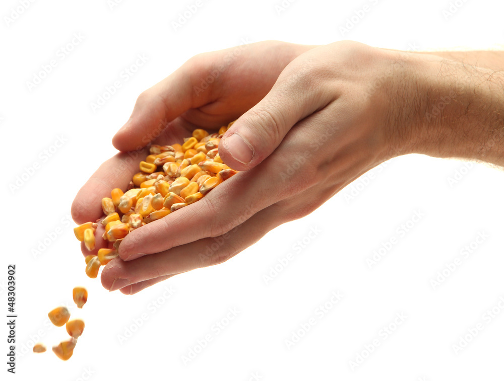 man hands with grain, isolated on white man hands with grain, isolated on white