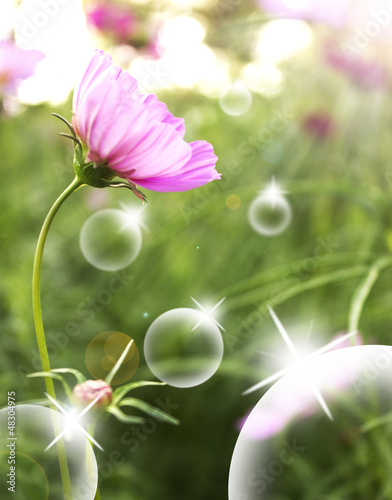 Spring flowers and bubble background