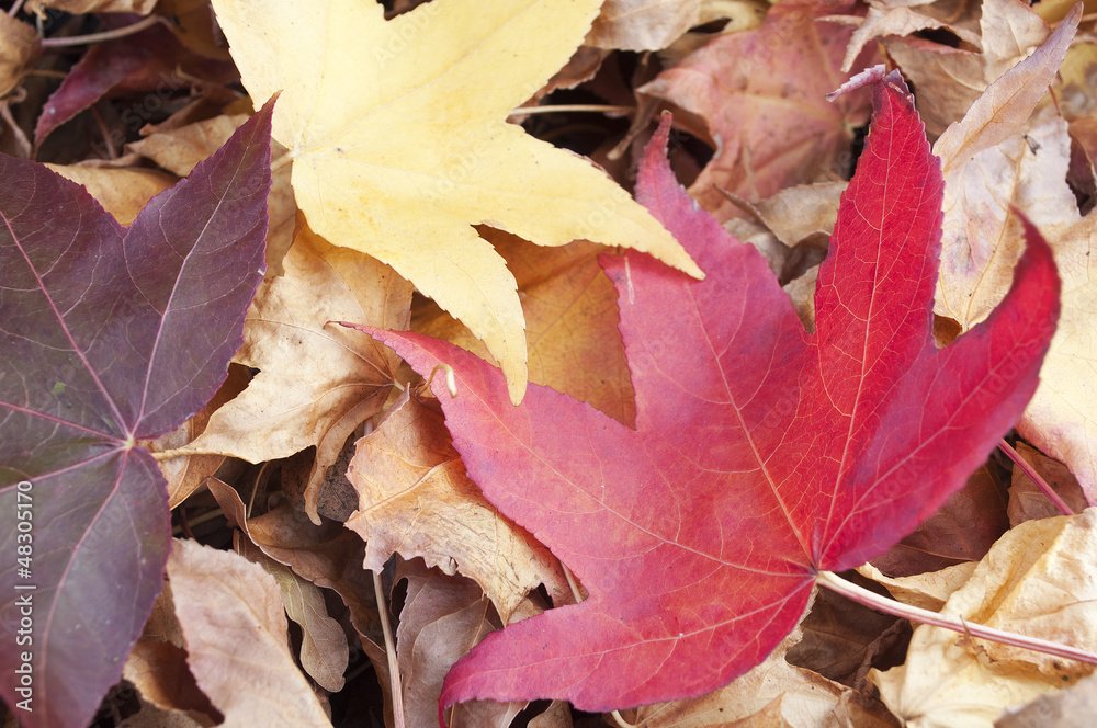 Obraz premium Liquidambar styraciflua red leaf on a pile of dry leaves