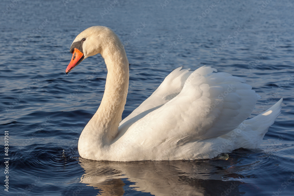 White swan. White swan.