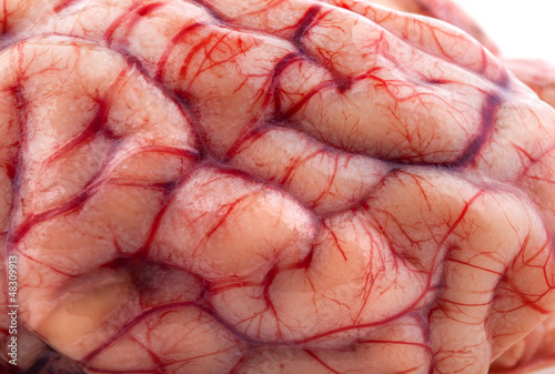Fotografie The sheep's brain, macro