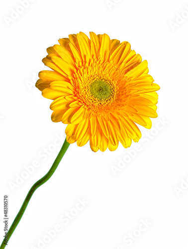 yellow gerbera