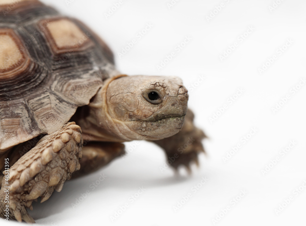 Obraz premium African Spurred Tortoise