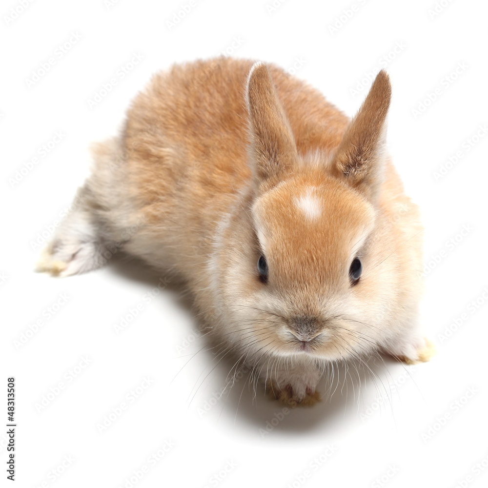 young carroty rabbit isolated on white