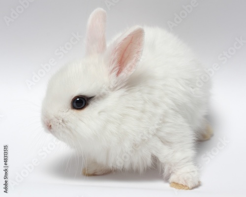 young white rabbit isolated on white